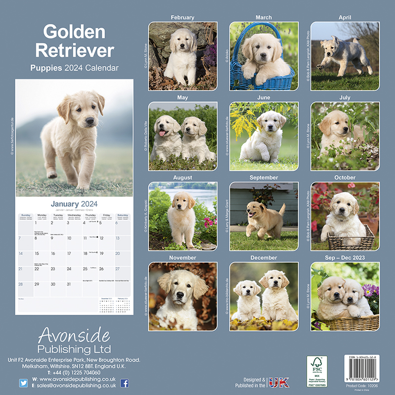 Golden Retriever Puppies Calendar 2024 (Square) Dogs Naturally